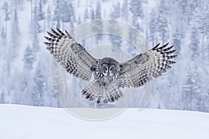 Large and majestic bird of prey, Great Grey Owl, Strix nebulosa