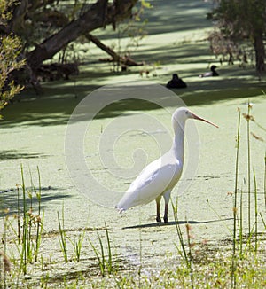 A large Majestic Spoonbill is wading in an algae infested lake.