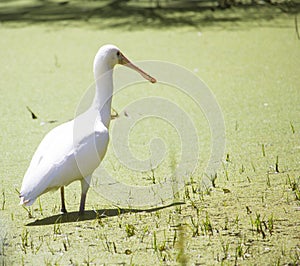 A large Majestic Spoonbill is wading in an algae infested lake.