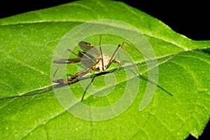 A large malarial mosquito sits on a green leaf. Macro