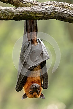 Large Malayan flying fox, Pteropus vampyrus, bat hanging from a branch.