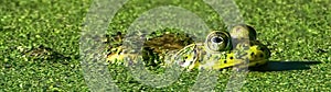 Large male adult american bullfrog (Lithobates catesbeianus) in duck weed pond
