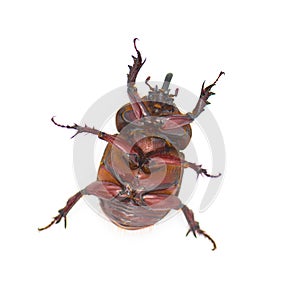 large male adult Ox Beetle or elephant beetle - Strategus aloeus showing three horns. Isolated on white background bottom ventral