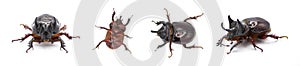 large male adult Ox Beetle or elephant beetle - Strategus aloeus showing three horns. Isolated on white background four views