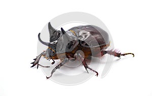 large male adult Ox Beetle or elephant beetle - Strategus aloeus showing three horns. Isolated on white background side front