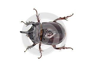 large male adult Ox Beetle or elephant beetle - Strategus aloeus showing three horns. Isolated on white background top dorsal view