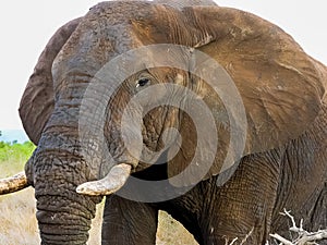 Large male African elephant