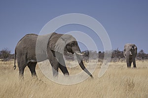 Large male African Elephant feeding in Etosha National Park, Namibia