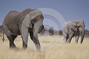 Large male African Elephant feeding in Etosha National Park, Namibia