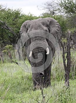 Large male African elephant goes on camera