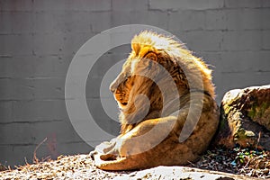 A large, male African lion with a bright, golden mane gazes into the distance while lying down in a zoo enclosure.