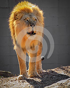 A large, male African lion with a bright, golden mane roars in the cold in a zoo enclosure.