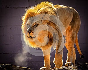 A large male African lion with a golden mane exhales in the cold in an enclosure at a zoo.