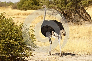 Large Male African Ostrich