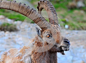 A large male alpine ibex