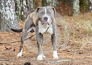 Large male American Pitbull Terrier and Mastiff mix breed dog with large head, light gray brindle