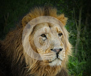 Large male Asiatic Lion portrait - head and face with thick golden mane of fur. Green foliage background.