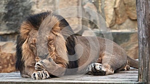 A large male asiatic lion with thick mane is cleaning himself with his tongue. Panthera leo persica, A critically endangered speci