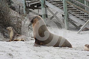 Large male Australian Seal