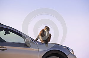 A Large Male Baboon sitting on the car hood on a sunny day