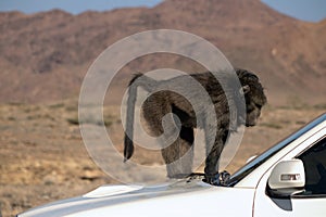 A Large Male Baboon sitting on the car hood on a sunny day