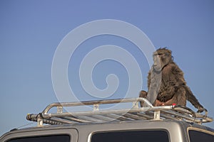 A Large Male Baboon sitting on the car roof on a sunny day