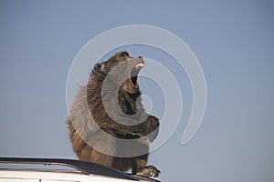 A Large Male Baboon sitting on the car roof on a sunny day