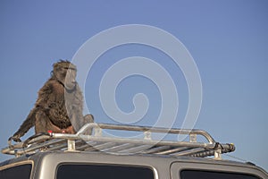 A Large Male Baboon sitting on the car roof on a sunny day