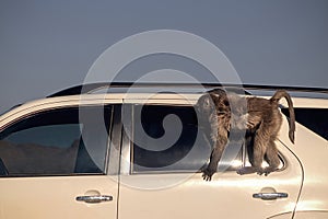 A Large Male Baboon sitting on the car roof on a sunny day