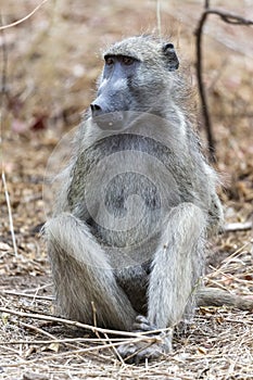 Large male baboon sitting and staring