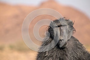 A Large Male Baboon standing in African bushes