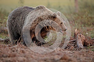 Large male bear, Finland