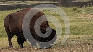 Large Male Bison Grazes Near The Yellowstone River