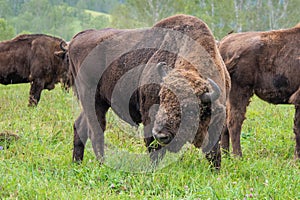 A large male bison grazing in the meadow.