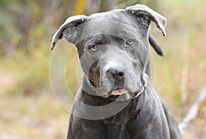 Large male blue gray American Pitbull Terrier mix dog outside on leash