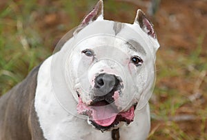 Presa Canario Pitbull mix dog with cropped ears photo