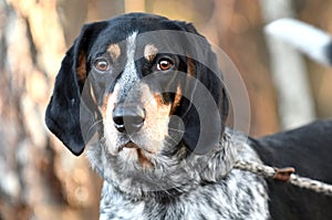 Large male Bluetick Coonhound hunting dog with large floppy ears