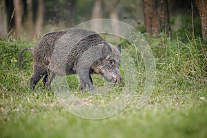 Large male boar