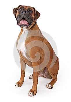 Large Male Boxer Dog