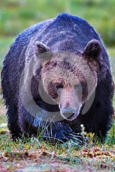 Large male brown bear approaching