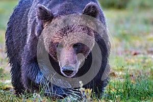 Il grande maschio marrone un orso avvicinandosi orizzontalmente 