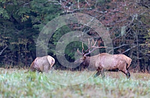 Large male bull elk approached a female during the fall rut