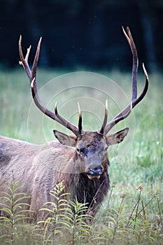 Large male bull elk with full rack stares at camera