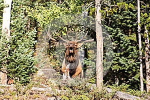 Large Male Bull Elk during Rut Season