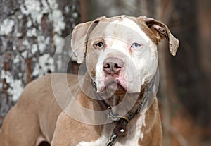 Large male Bulldog Mastiff with one blue eye outside on leash looking up at camera