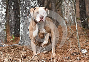 Large male Bulldog Mastiff with one blue eye outside on leash looking up at camera