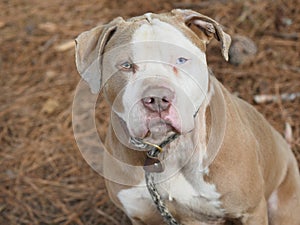 Large male Bulldog Mastiff with one blue eye outside on leash looking up at camera