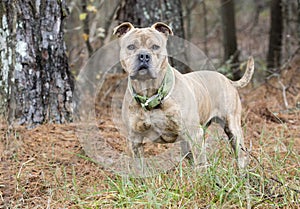 Large male Bulldog Pitbull Presa Canario Mastiff mix breed dog with collar