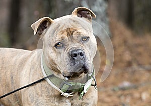 Large male Bulldog Pitbull Presa Canario Mastiff mix breed dog with collar photo