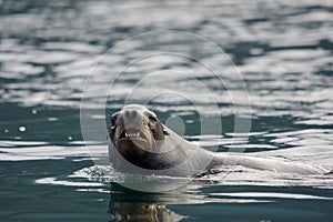 Large male California sea lion stares while swimming by photo
